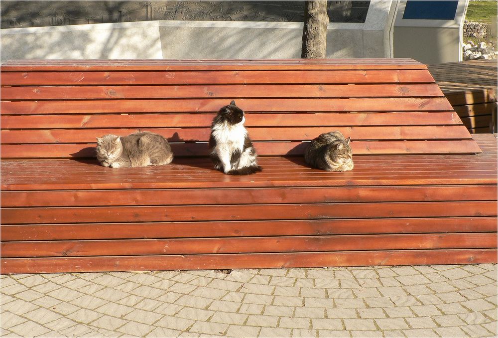 КотоСессия