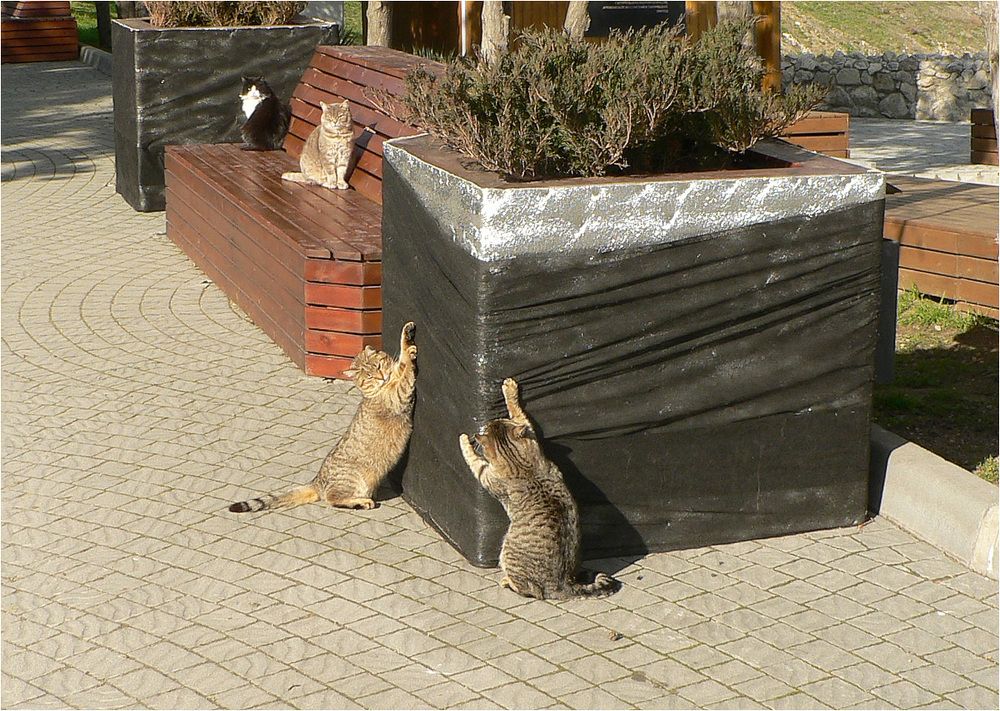 КотоСессия