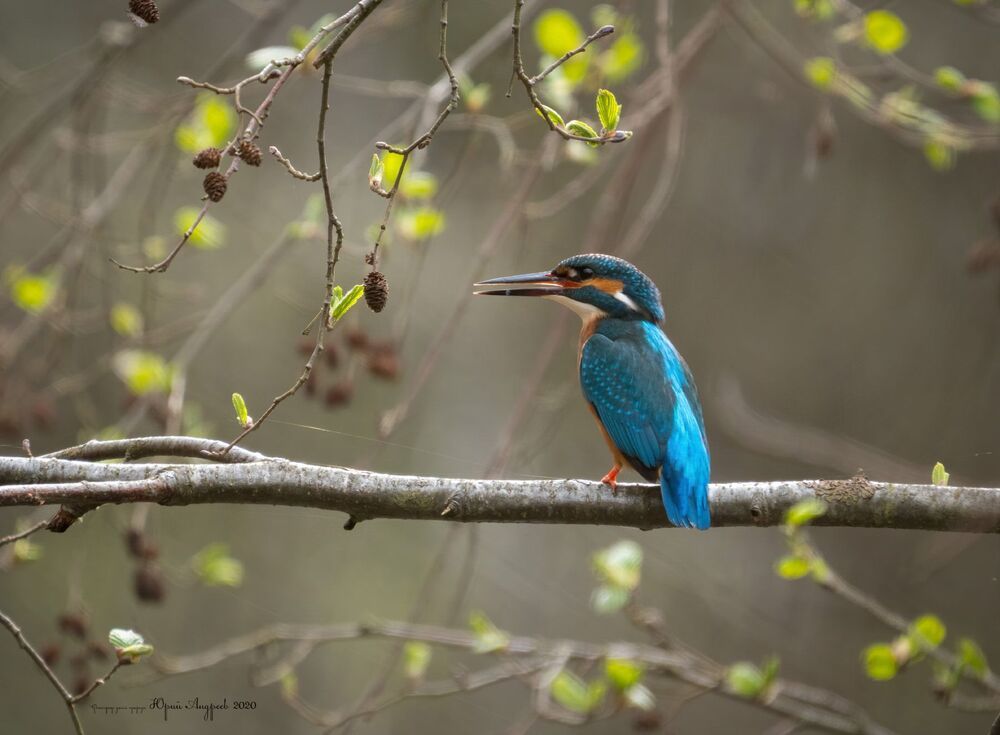 Зимородок Common Kingfisher