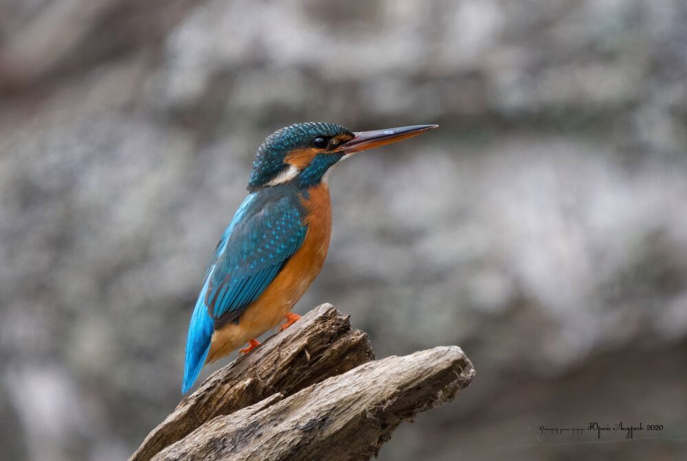 Зимородок Common Kingfisher