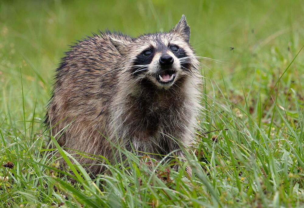 Енот-полоскун после дождя - Wet Raccoon