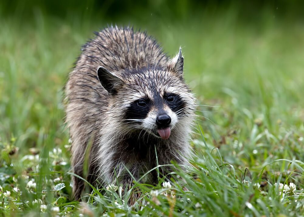 Енот-полоскун после дождя - Wet Raccoon