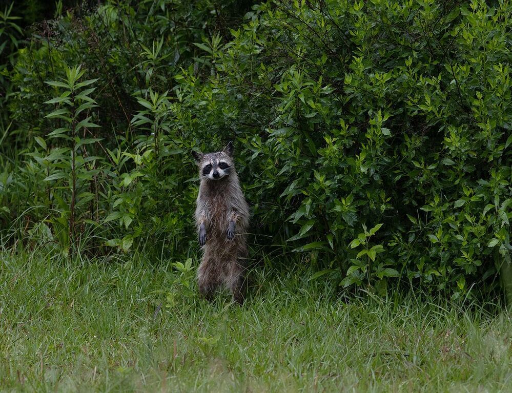 Енот-полоскун после дождя - Wet Raccoon