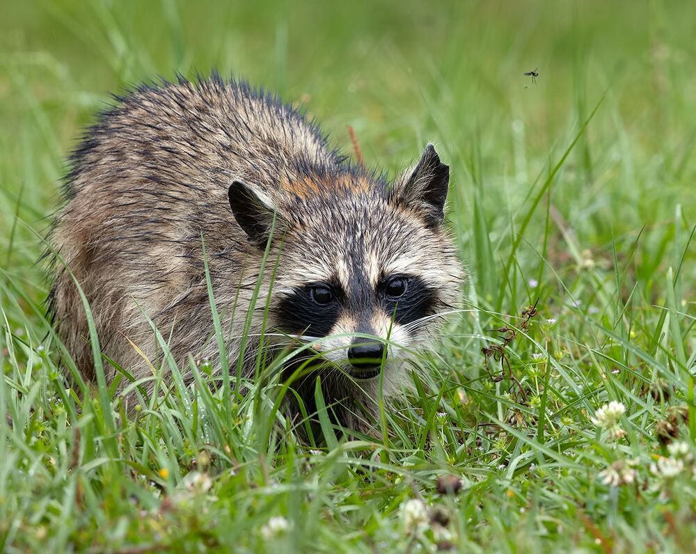Енот-полоскун после дождя - Wet Raccoon