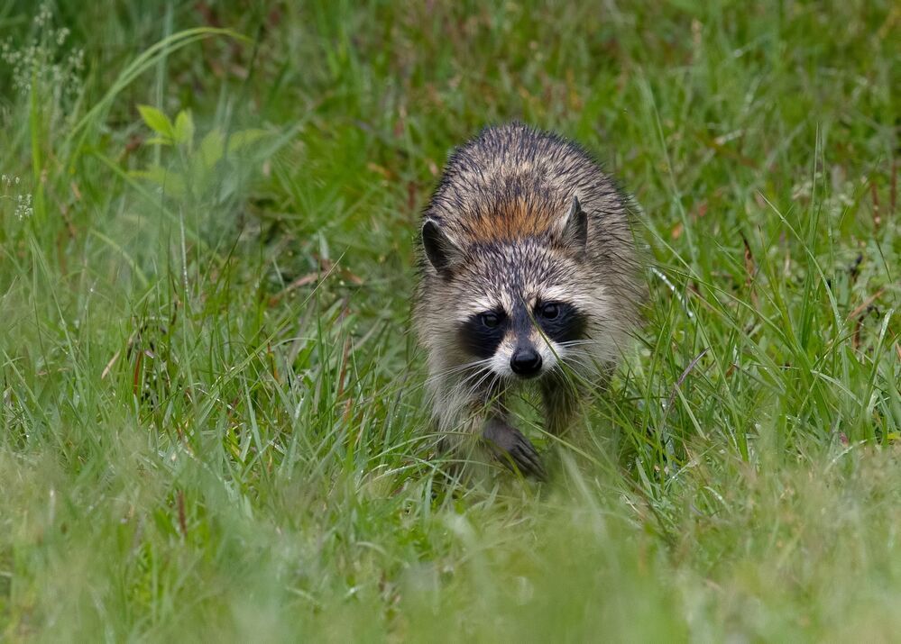 Енот-полоскун после дождя - Wet Raccoon