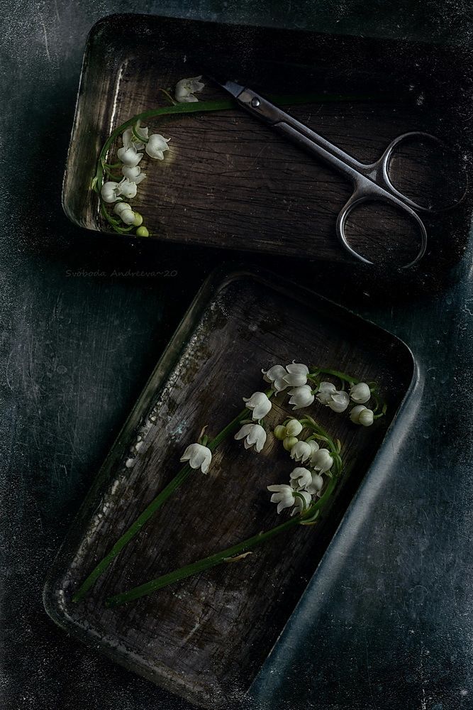 беленький *