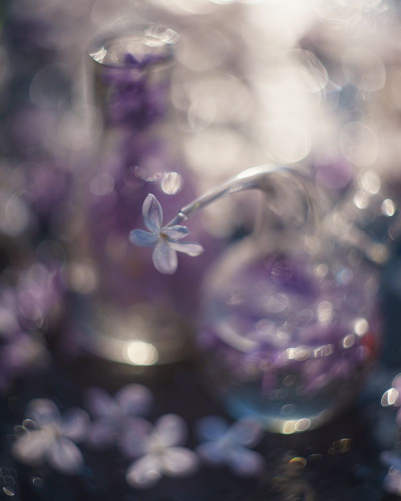 lilac