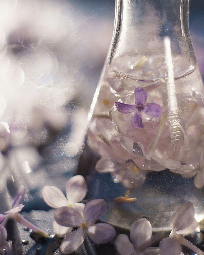 lilac