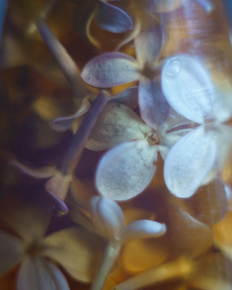 lilac