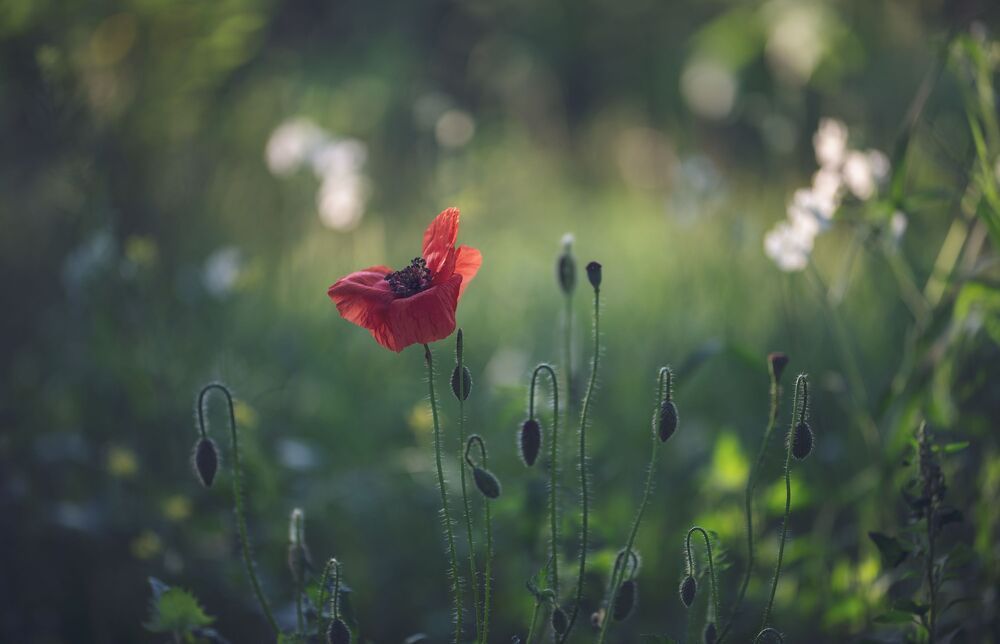 Red poppy...