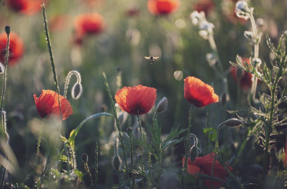 Red poppy...