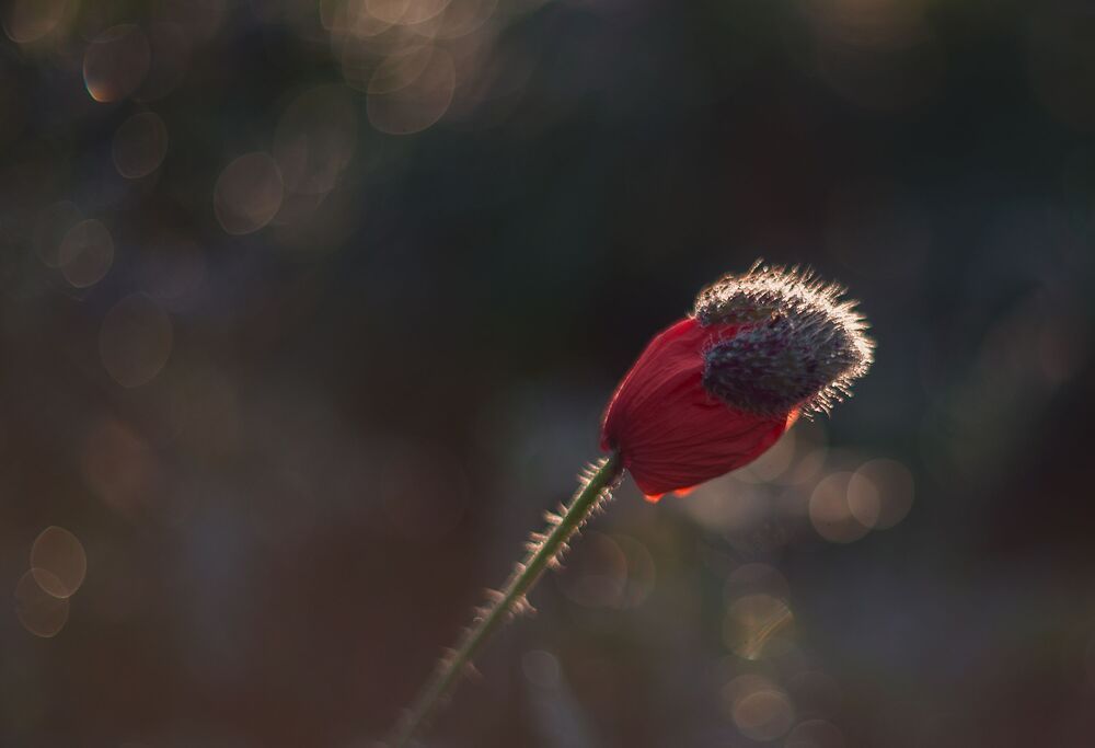 Red poppy...