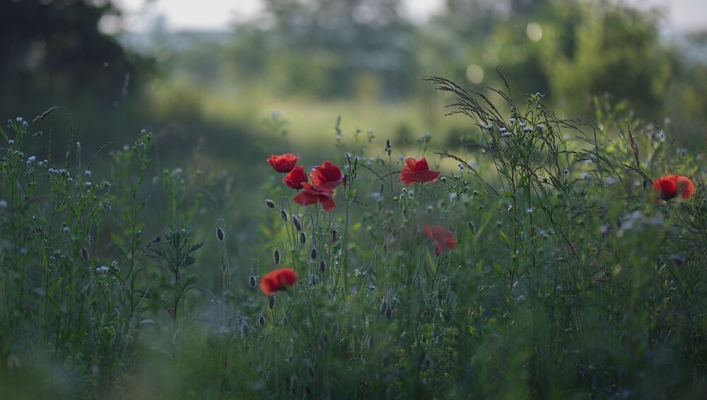Red poppy...