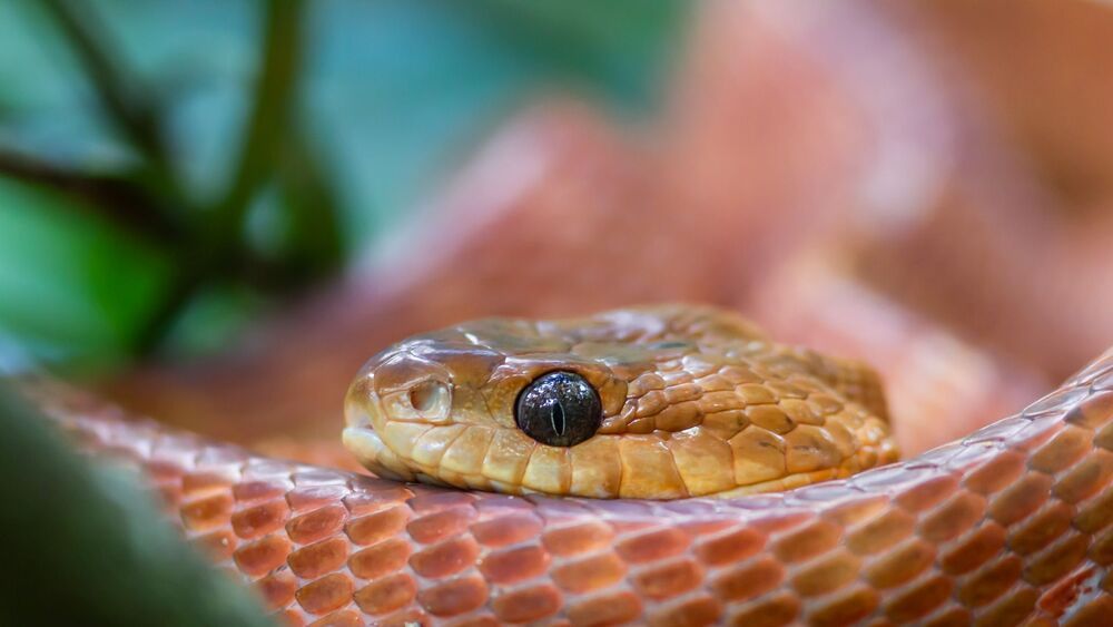 Wild Sri Lanka