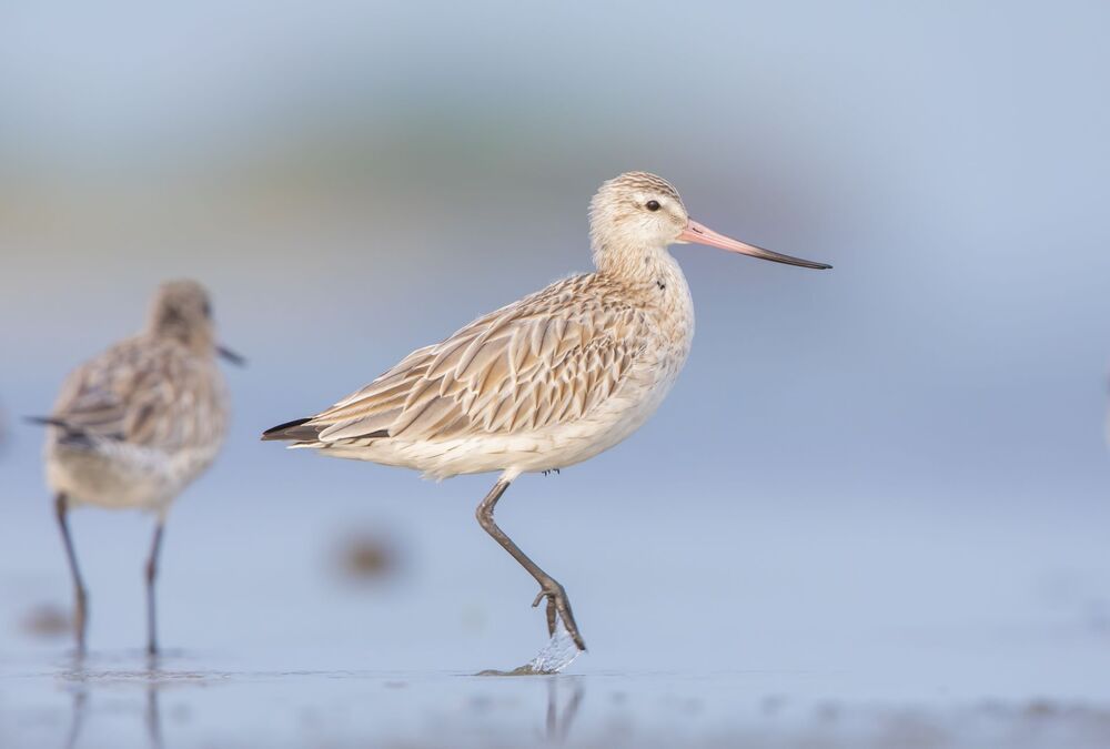 Wild Sri Lanka