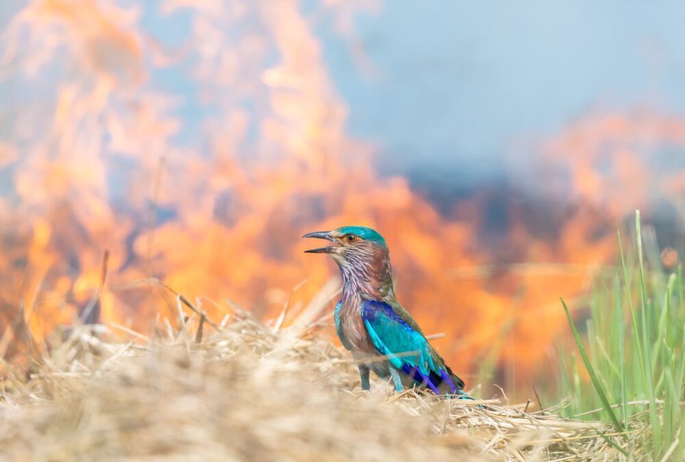 Wild Sri Lanka