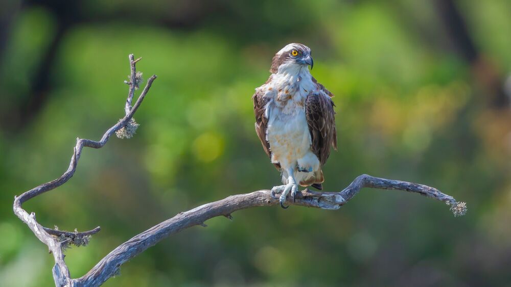 Wild Sri Lanka