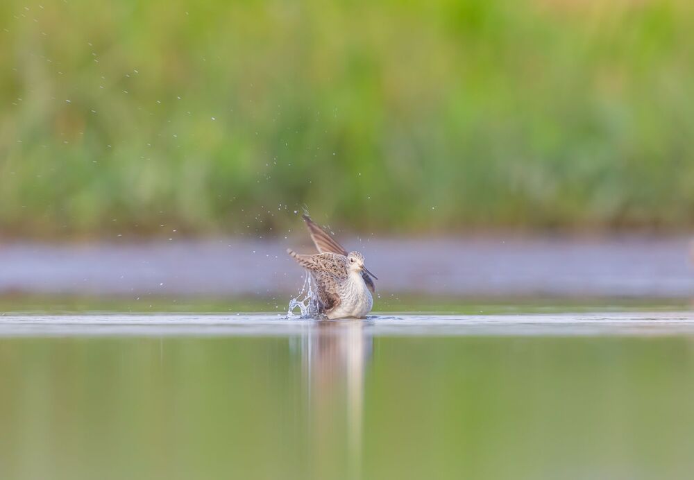 Wild Sri Lanka