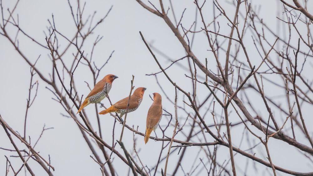Wild Sri Lanka