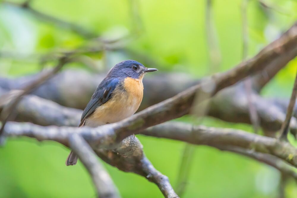 Wild Sri Lanka