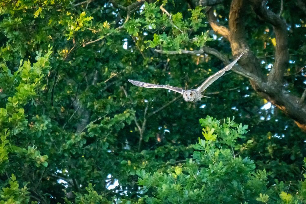 Tawny Owl and long-eared Owl;