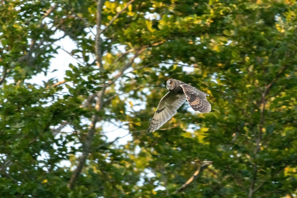 Tawny Owl and long-eared Owl;