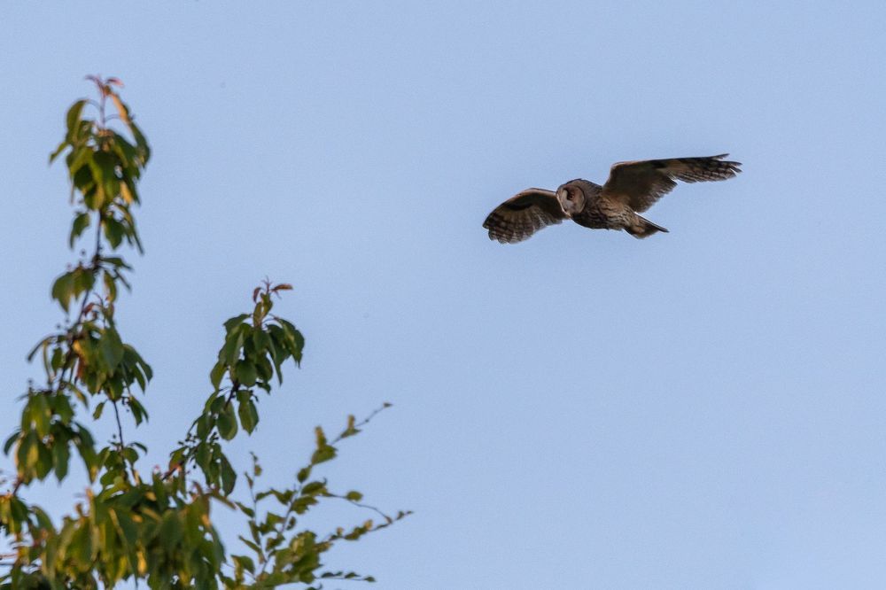 Tawny Owl and long-eared Owl;