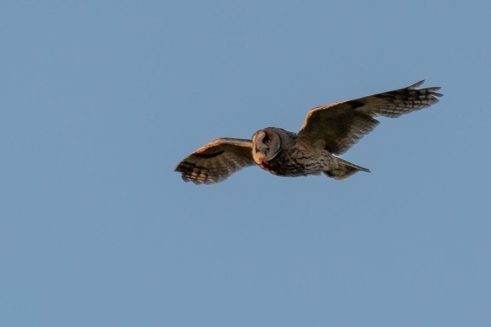 Tawny Owl and long-eared Owl;