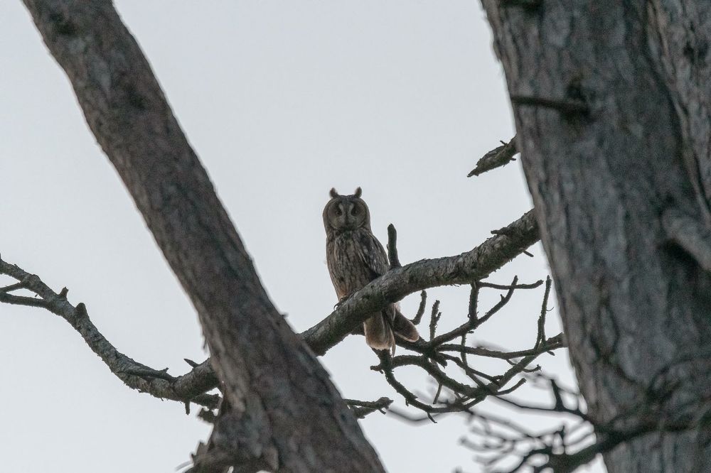 Tawny Owl and long-eared Owl;