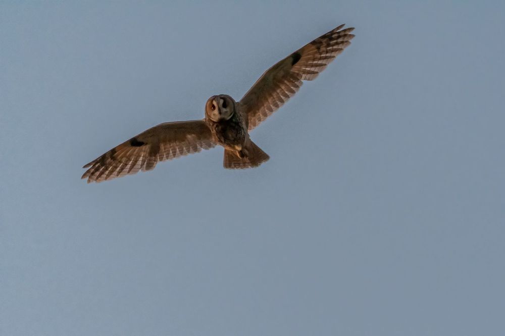 Tawny Owl and long-eared Owl;