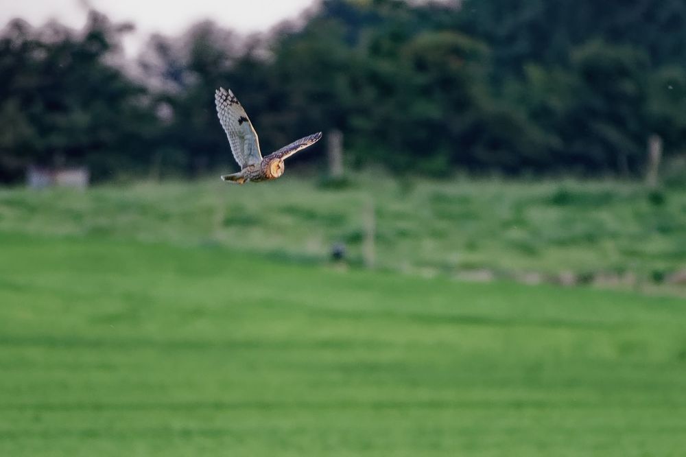 Tawny Owl and long-eared Owl;