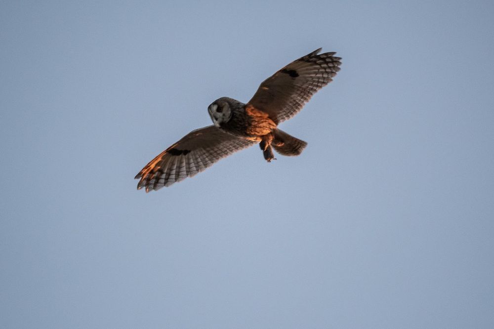 Tawny Owl and long-eared Owl;