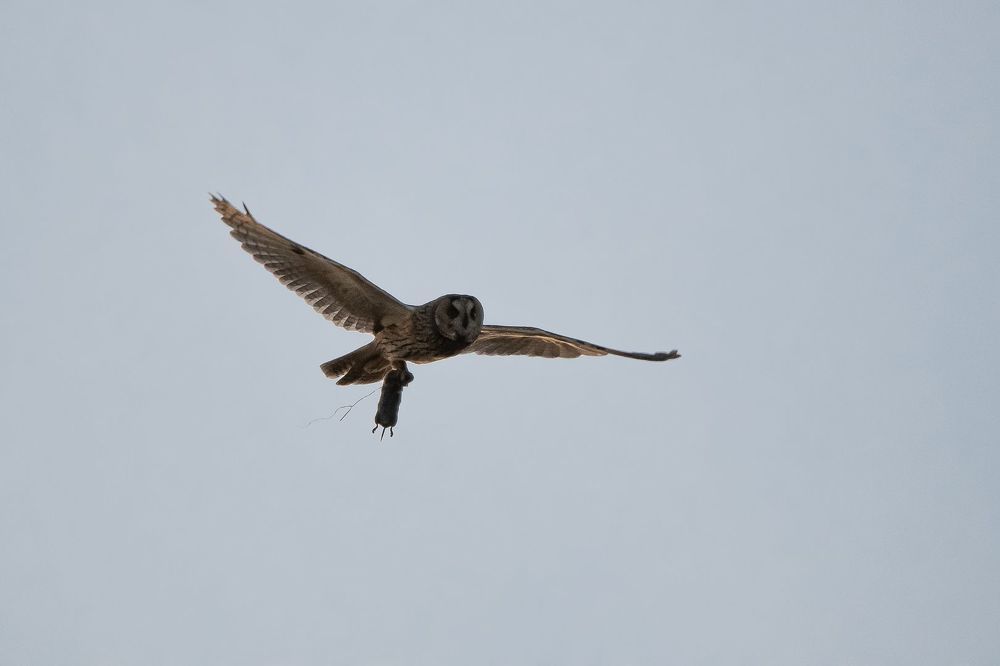 Tawny Owl and long-eared Owl;