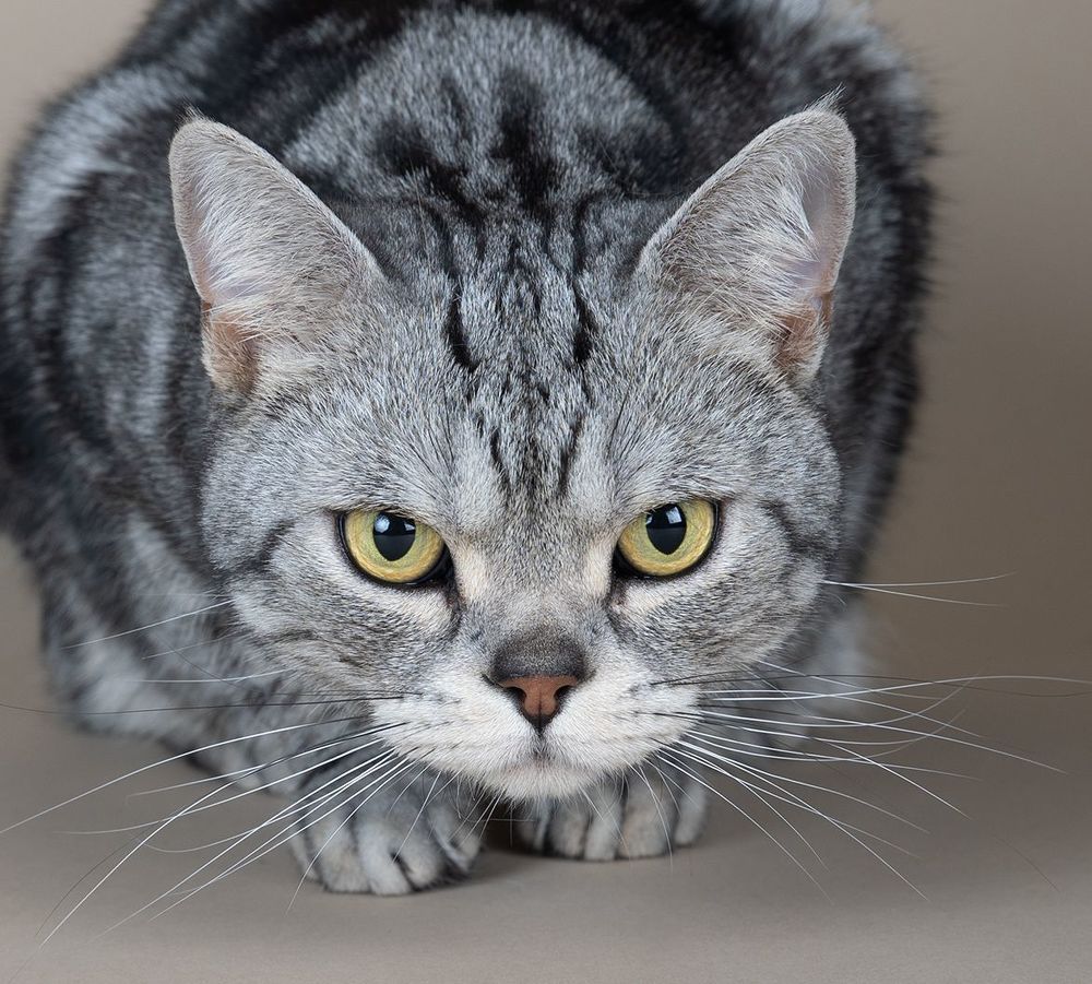 Маркиз. Американский короткошерстный кот - American shorthair cat