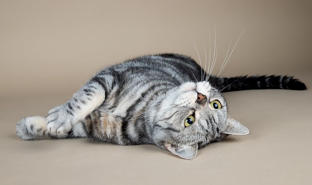 Маркиз. Американский короткошерстный кот - American shorthair cat