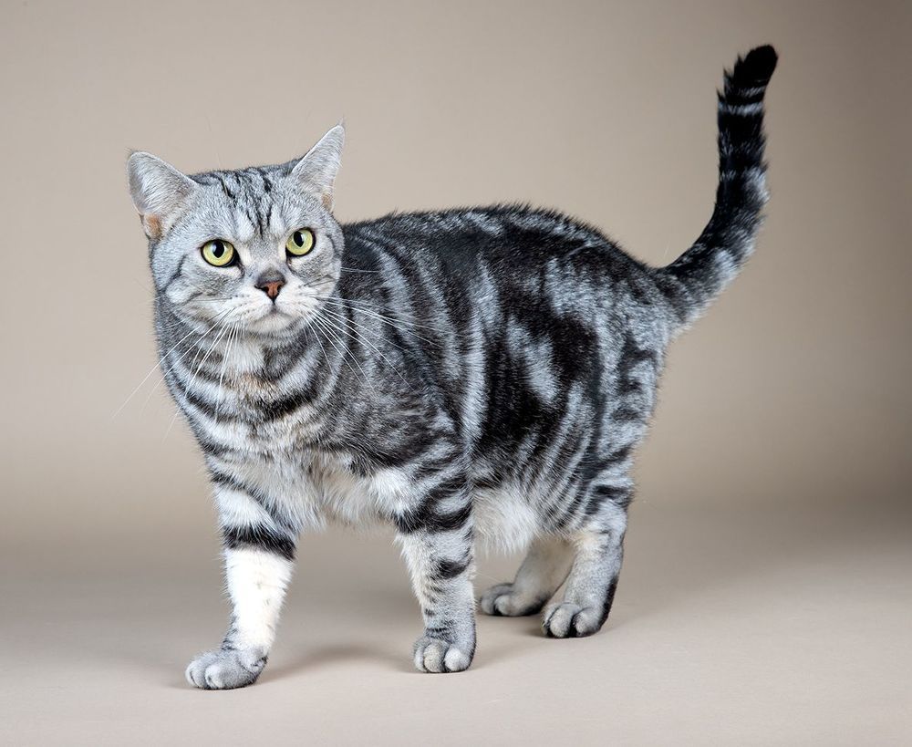 Маркиз. Американский короткошерстный кот - American shorthair cat