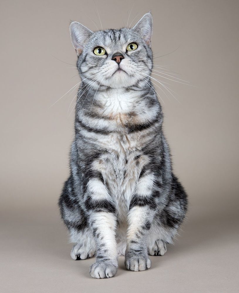 Маркиз. Американский короткошерстный кот - American shorthair cat