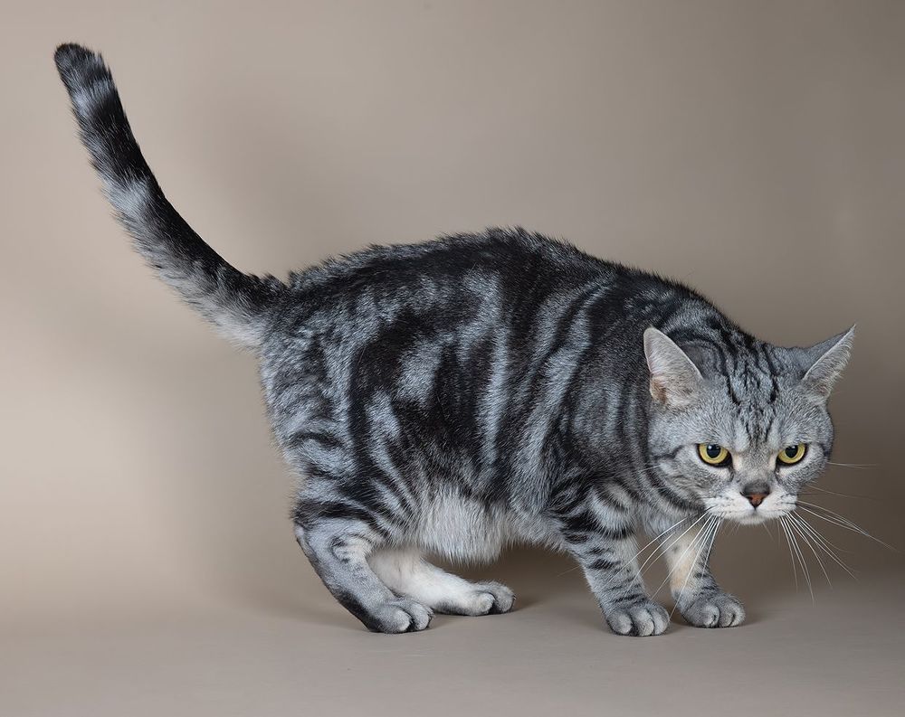 Маркиз. Американский короткошерстный кот - American shorthair cat