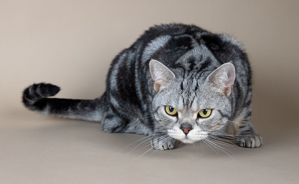 Маркиз. Американский короткошерстный кот - American shorthair cat