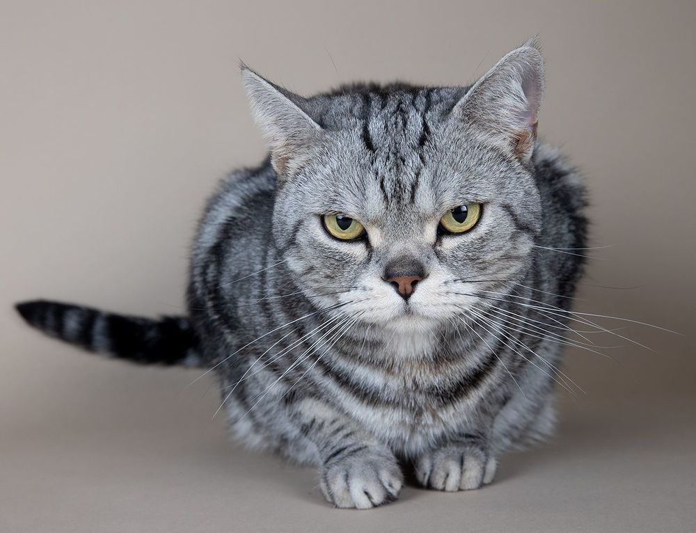 Маркиз. Американский короткошерстный кот - American shorthair cat