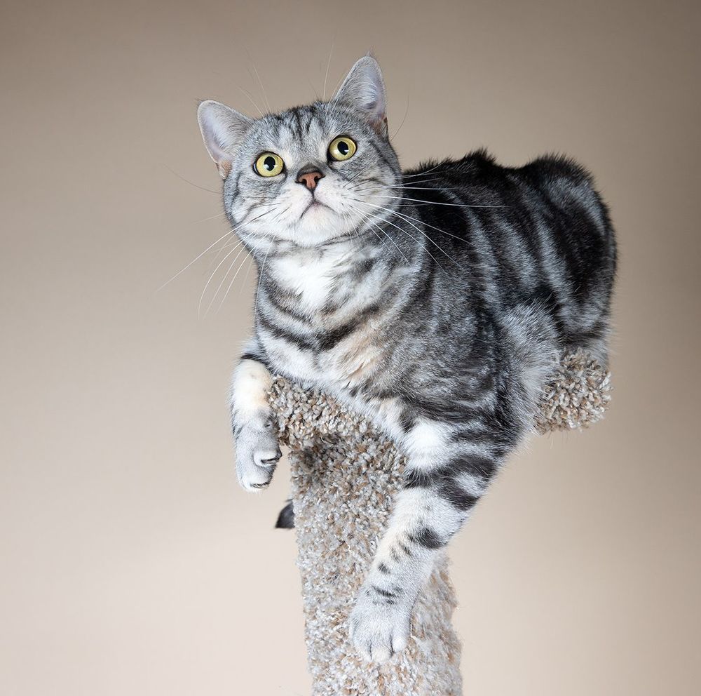Маркиз. Американский короткошерстный кот - American shorthair cat