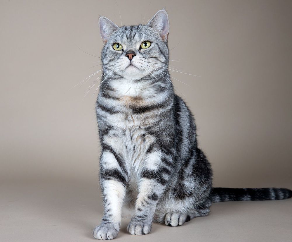 Маркиз. Американский короткошерстный кот - American shorthair cat
