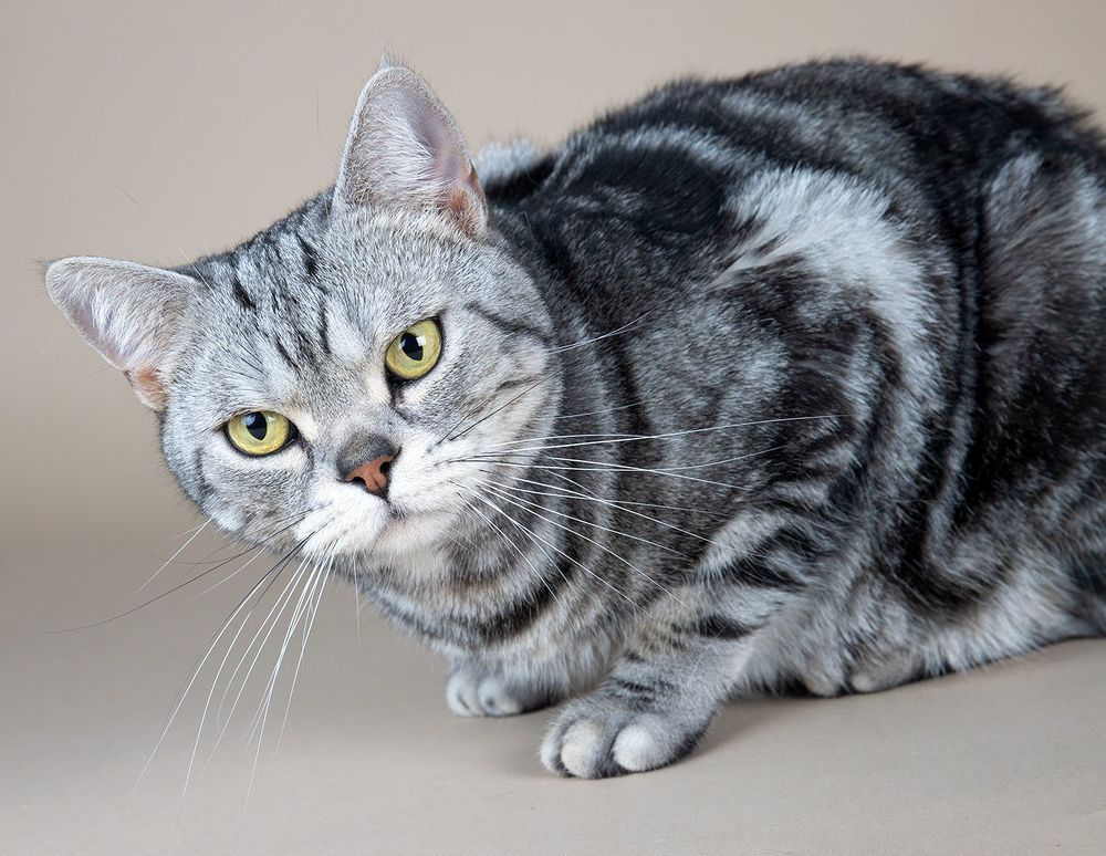 Маркиз. Американский короткошерстный кот - American shorthair cat