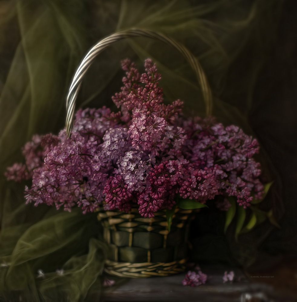 сиреневая сирень*