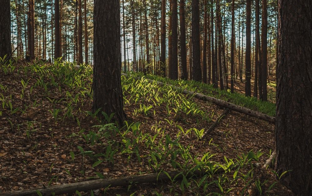 Природа Кулебакского края...Лыжными тропками...