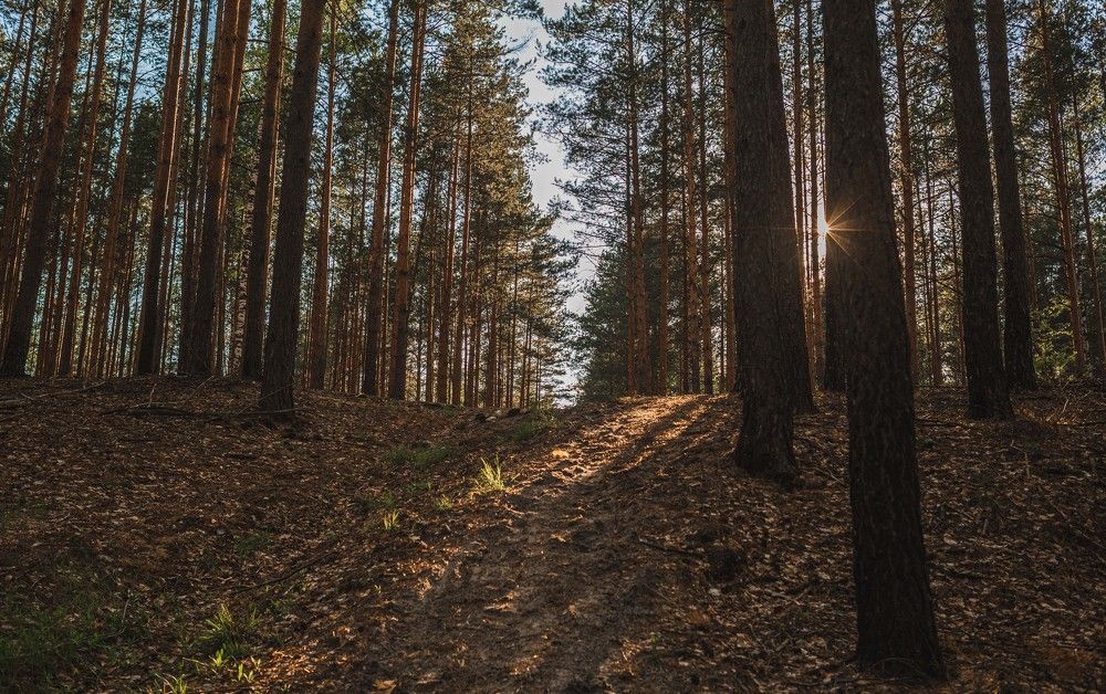 Природа Кулебакского края...Лыжными тропками...