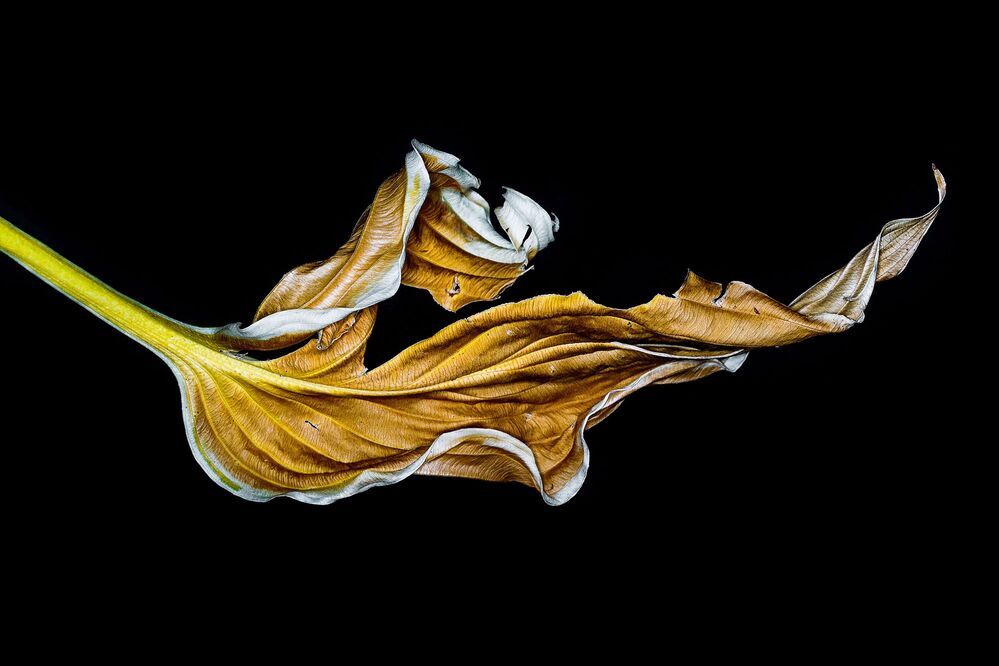 Das geheime Sterben der Pflanzen. | The secret death of plants. |