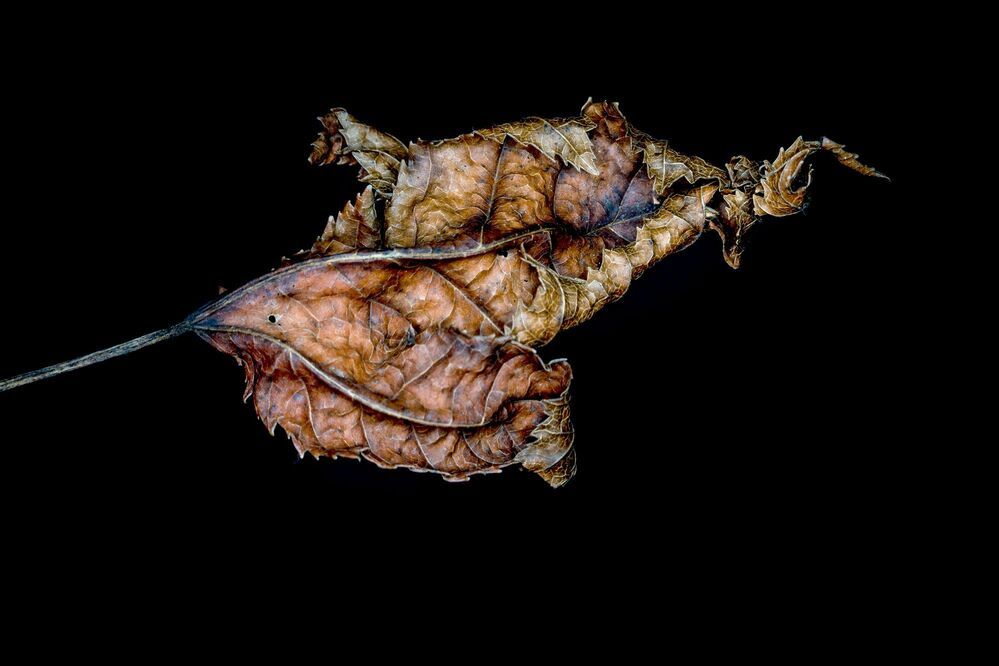 Das geheime Sterben der Pflanzen. | The secret death of plants. |