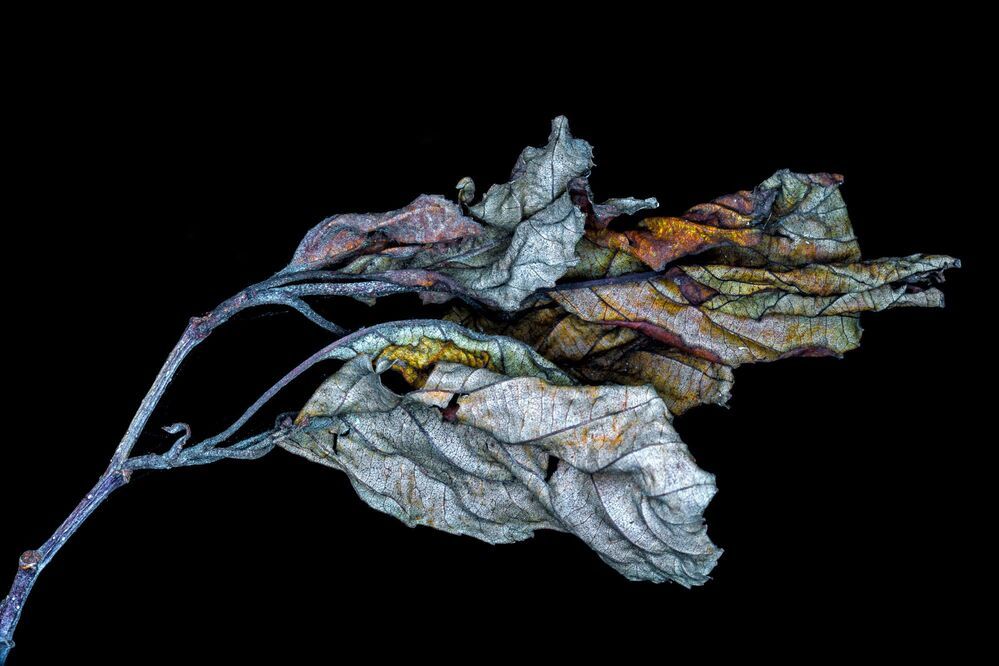 Das geheime Sterben der Pflanzen. | The secret death of plants. |