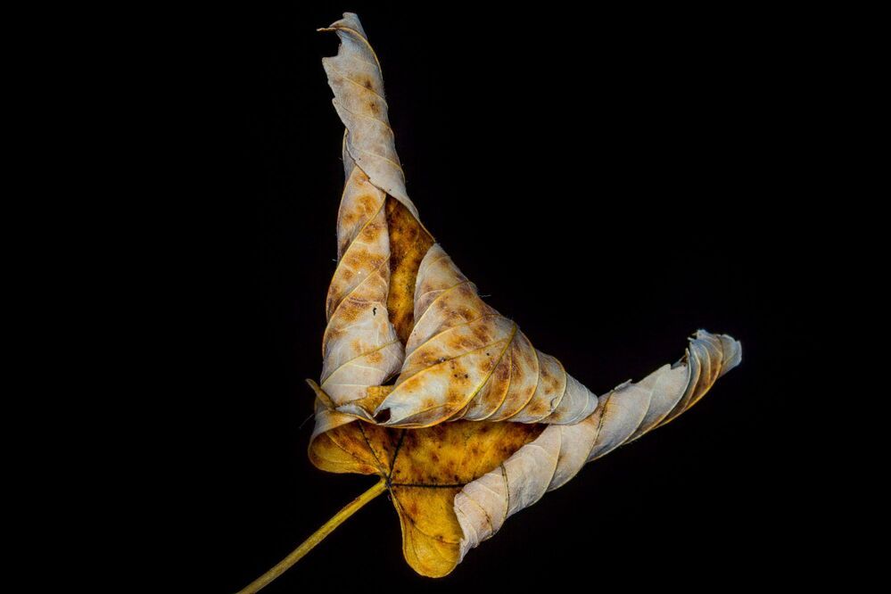Das geheime Sterben der Pflanzen. | The secret death of plants. |